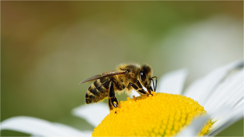 GoodCulturesメンバーのエコアクション⑥